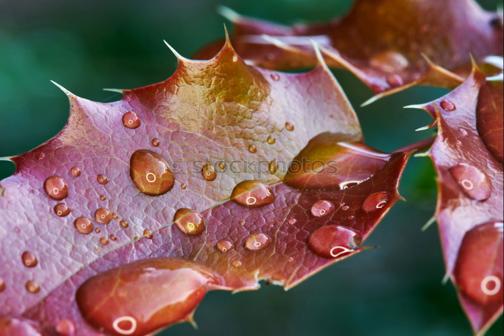 Similar – Image, Stock Photo rain apples Red Green Gray