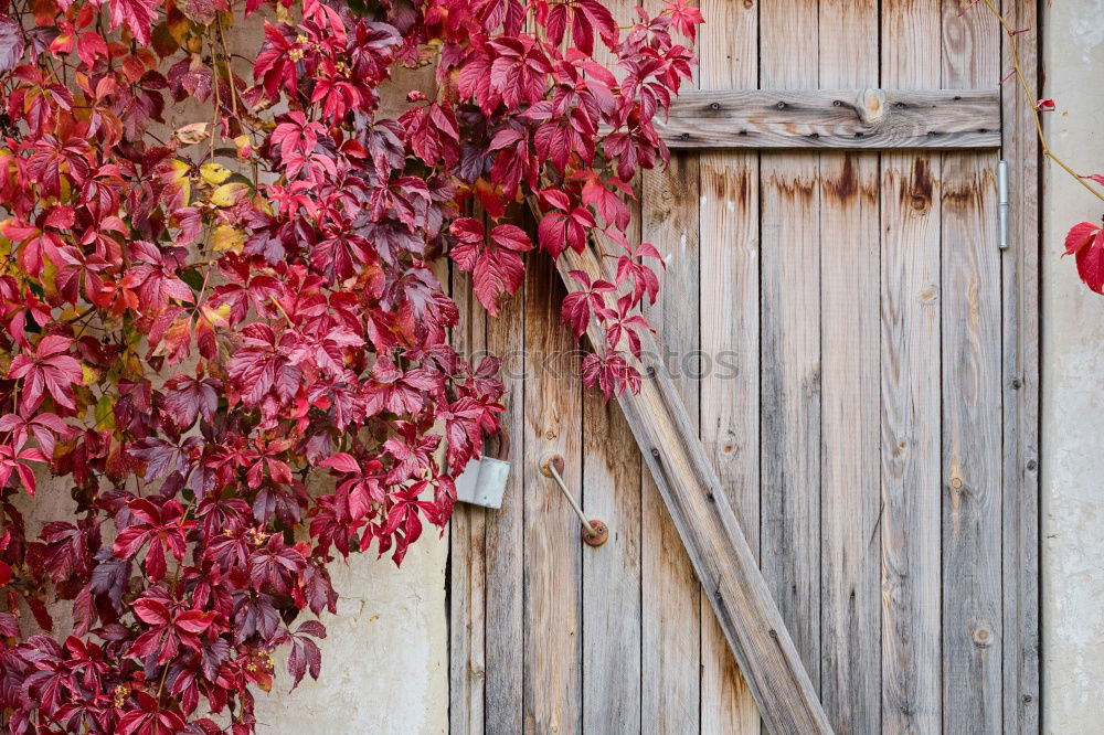 Similar – Image, Stock Photo autumn wall Garden Autumn