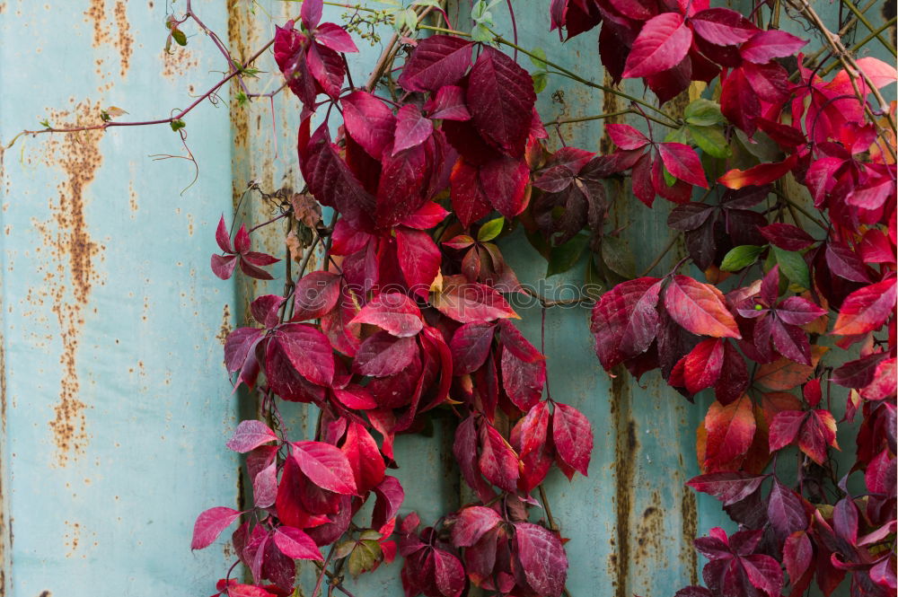 Similar – Background with garland of autumn leaves and berries