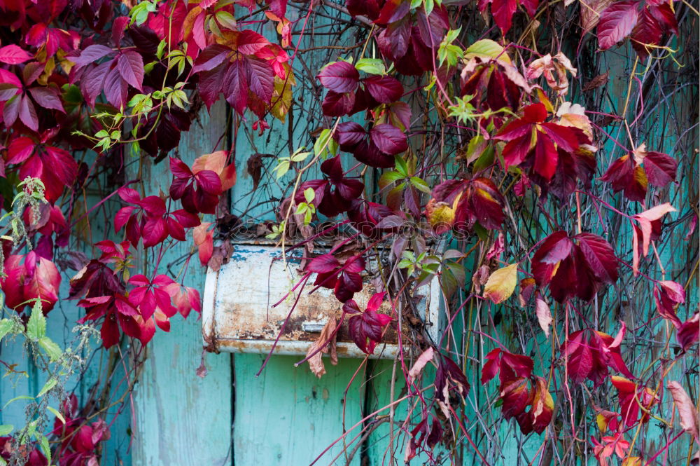 Similar – Image, Stock Photo autumn wall Garden Autumn