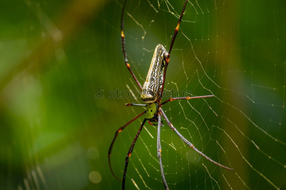 Similar – Image, Stock Photo wasp spider Plant Animal