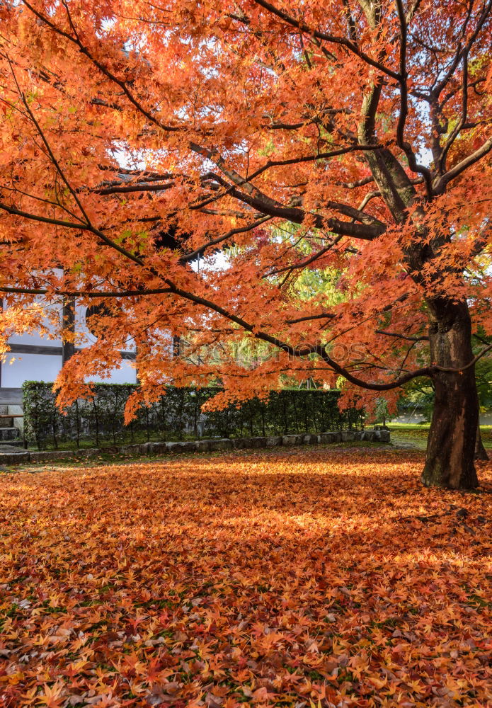 Similar – Foto Bild abgasantikörper Baum