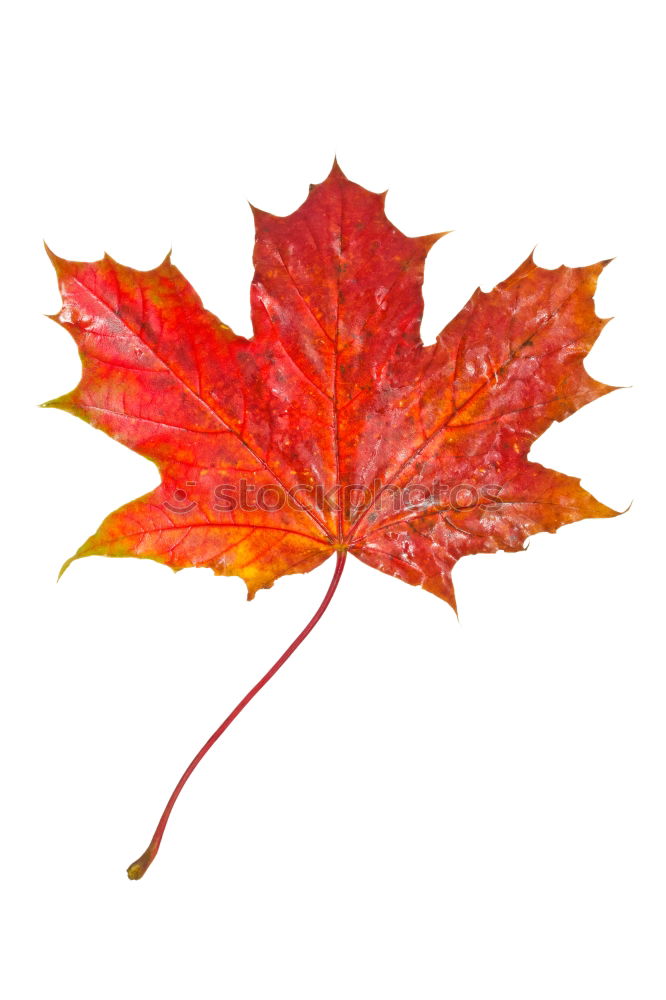 Similar – Image, Stock Photo one yellow dry leaf of a maple on a red background