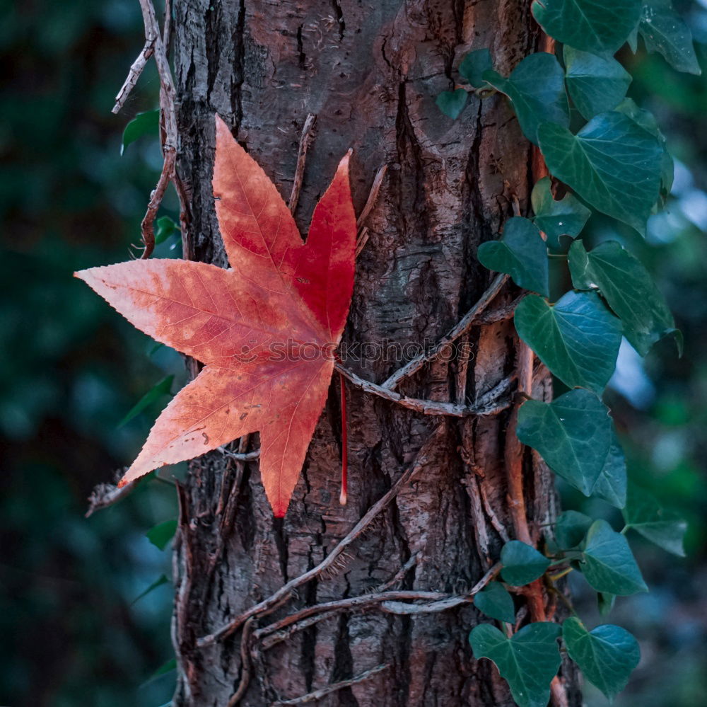 Similar – Image, Stock Photo leaf on leaf Environment