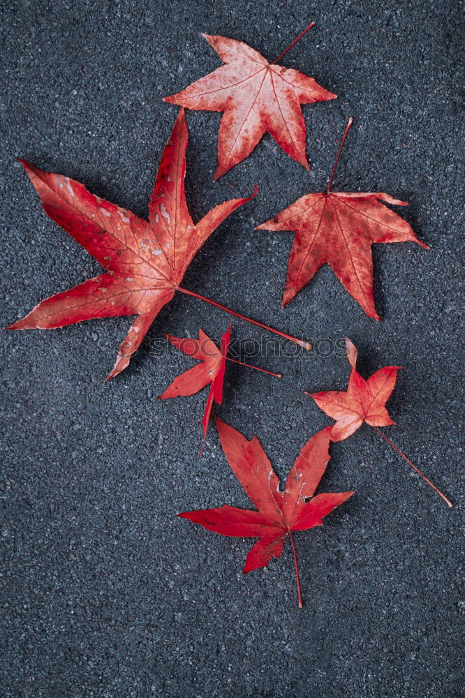 Similar – Red autumn leaves Still life