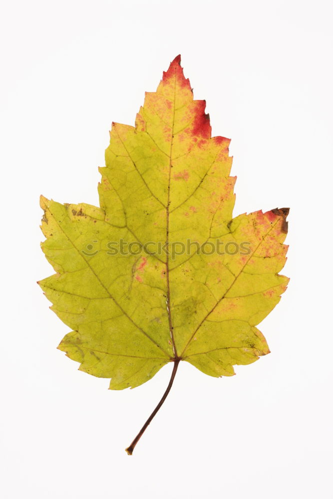 Similar – Autumn foliage II