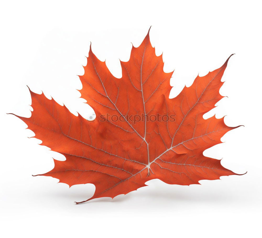 Similar – Image, Stock Photo one yellow dry leaf of a maple on a red background