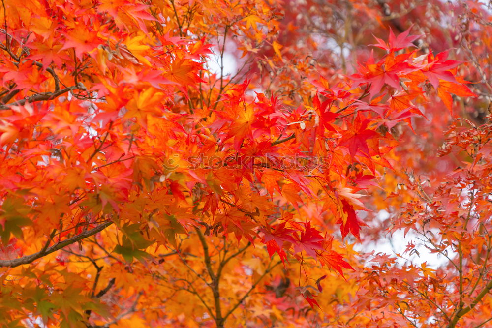 Similar – Image, Stock Photo Orange-red wig shrub