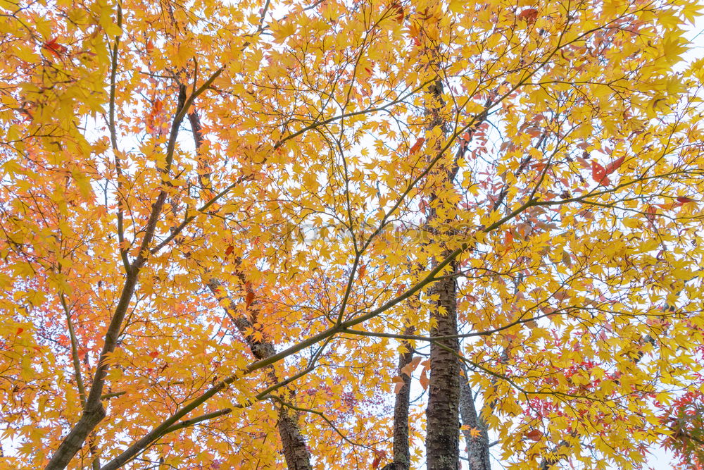 Similar – Oktoberbaum Umwelt Natur