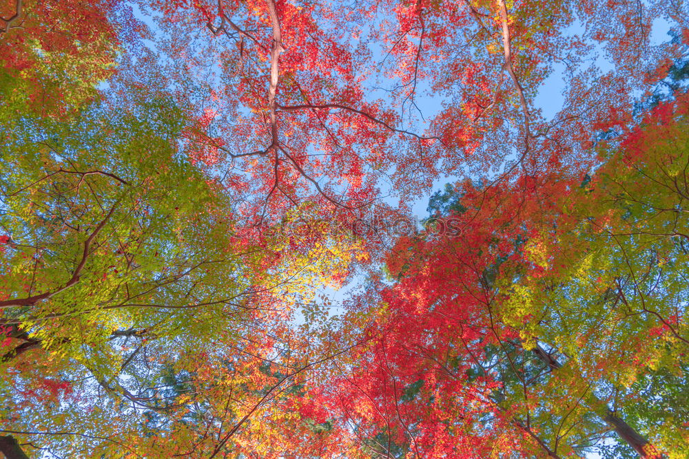 Similar – plane tree in the evening/autumn