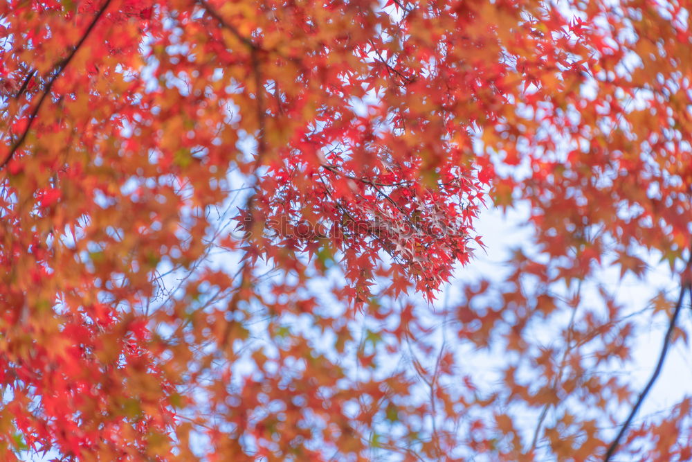 Blushed Red Round Oval