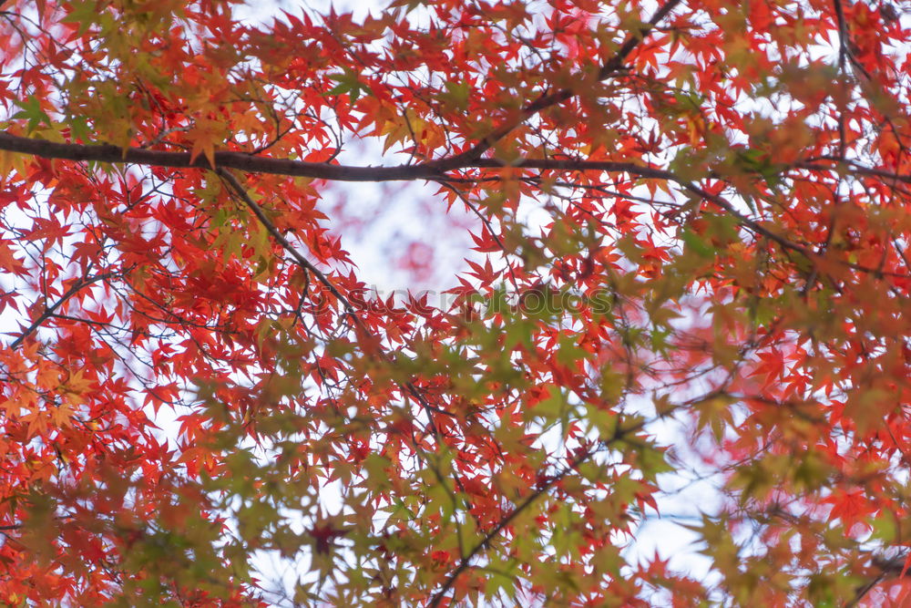 Similar – Blushed Red Round Oval