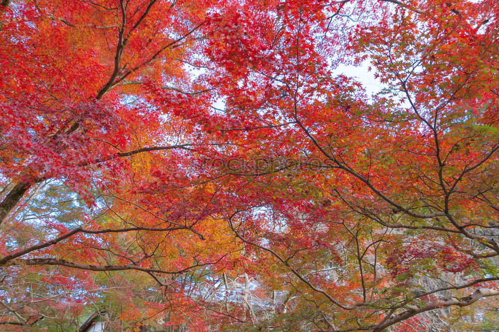 Similar – Blushed Red Round Oval