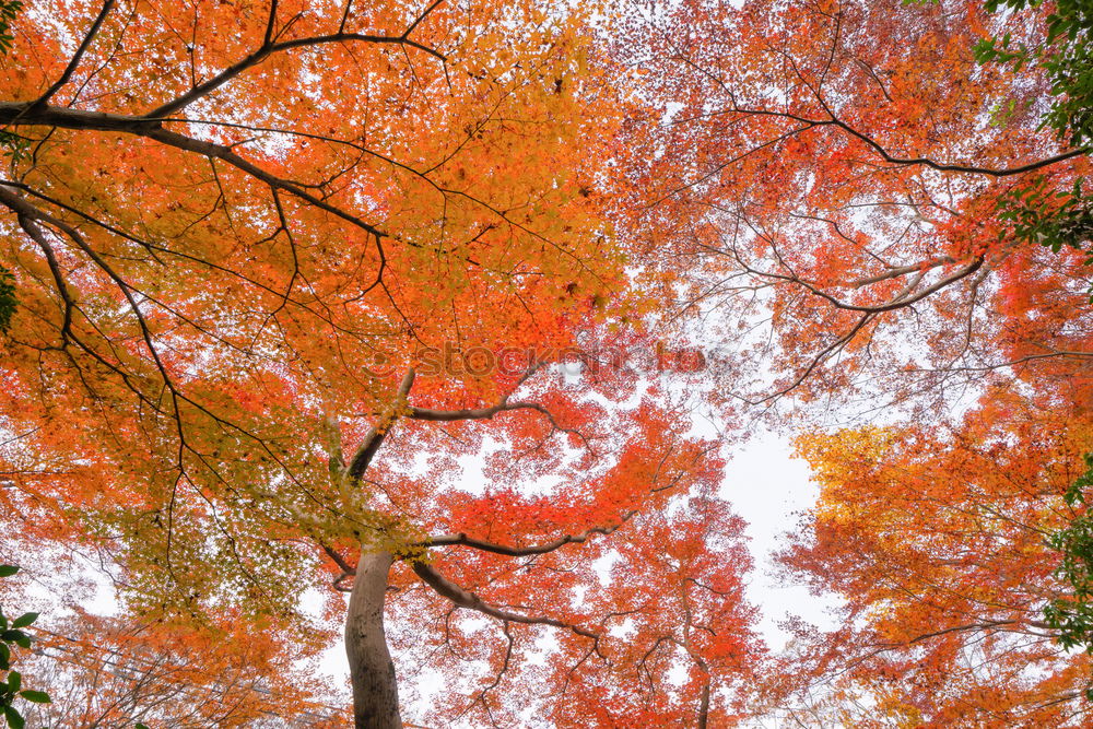 Similar – Image, Stock Photo The golden autumn