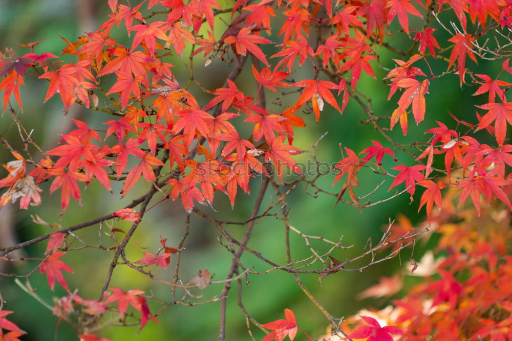 Similar – Foto Bild Herbstlaub / Buntes verlässt den Hintergrund