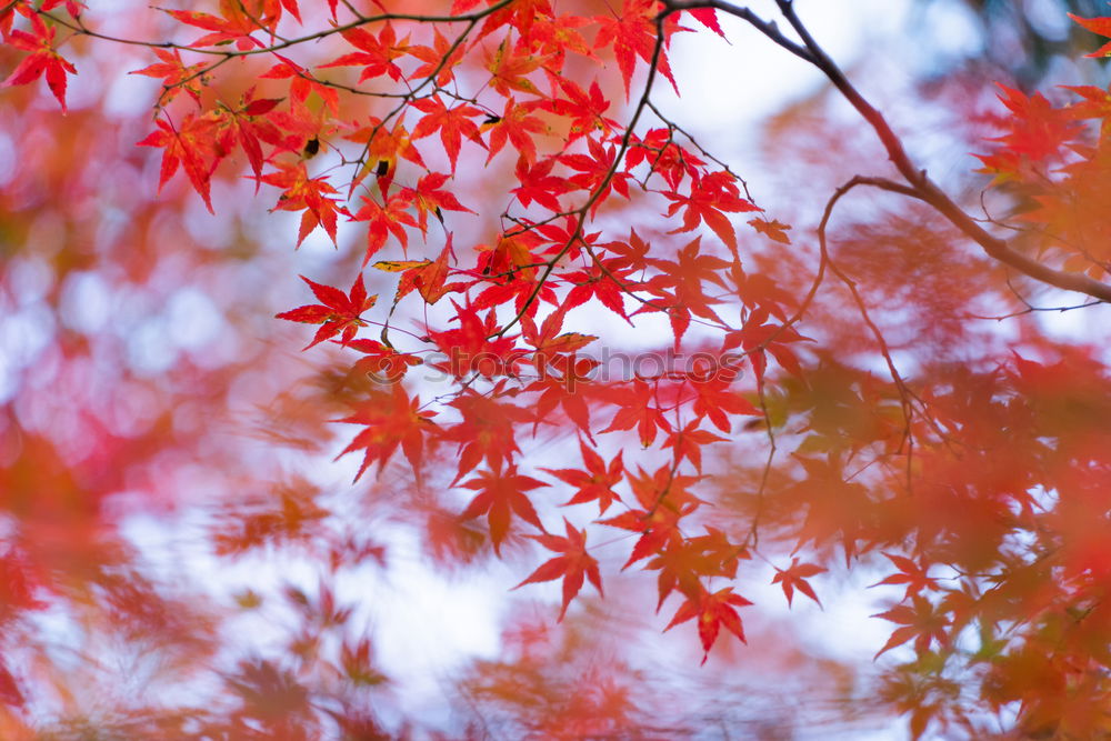 Similar – Image, Stock Photo Japanese ornamental maple