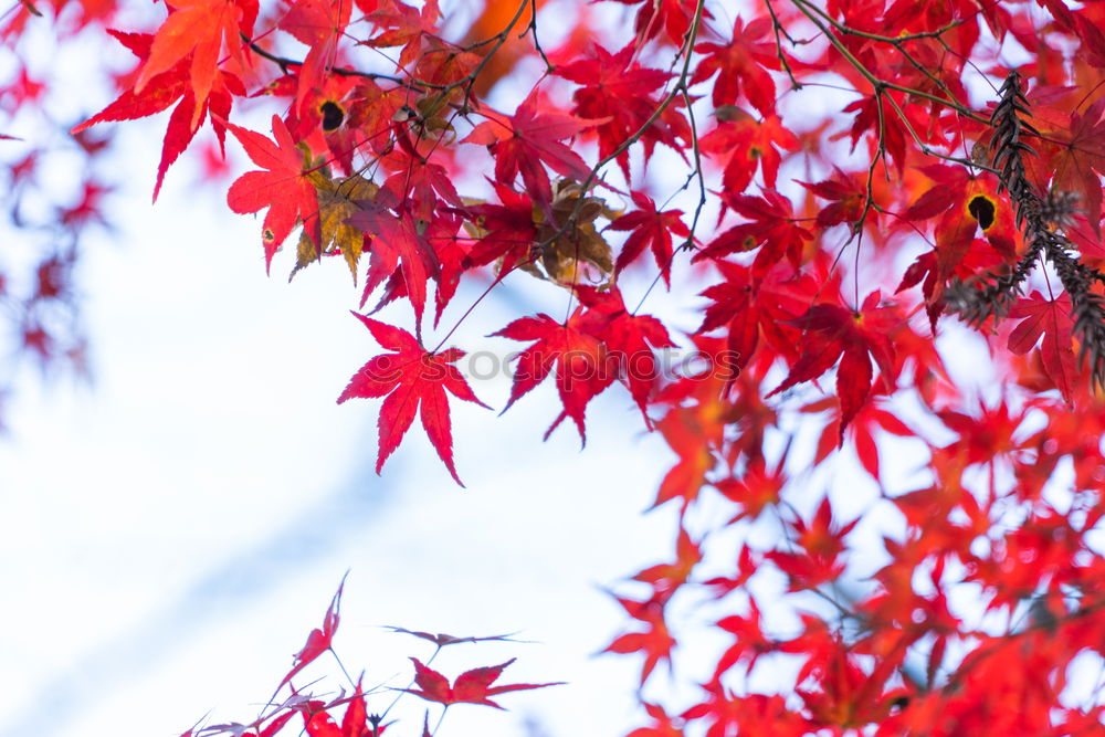 Similar – Image, Stock Photo Maple leaves in winter