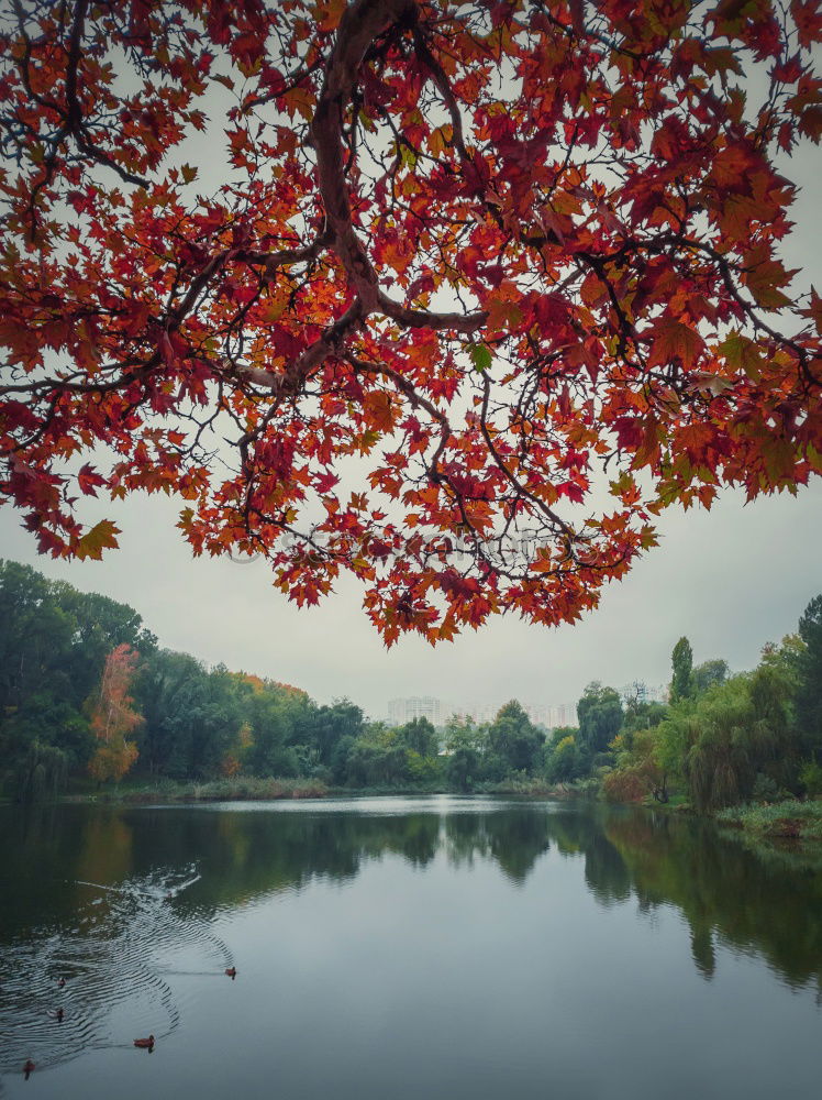 Similar – Foto Bild Mein Hamburg im Herbst