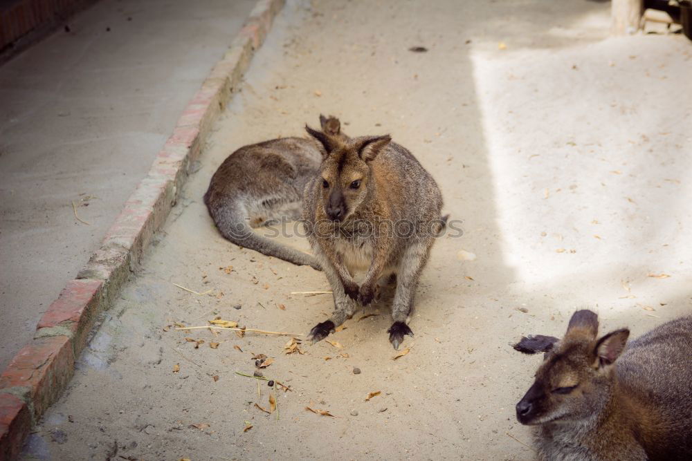 Similar – Image, Stock Photo Cuddle, please! Food