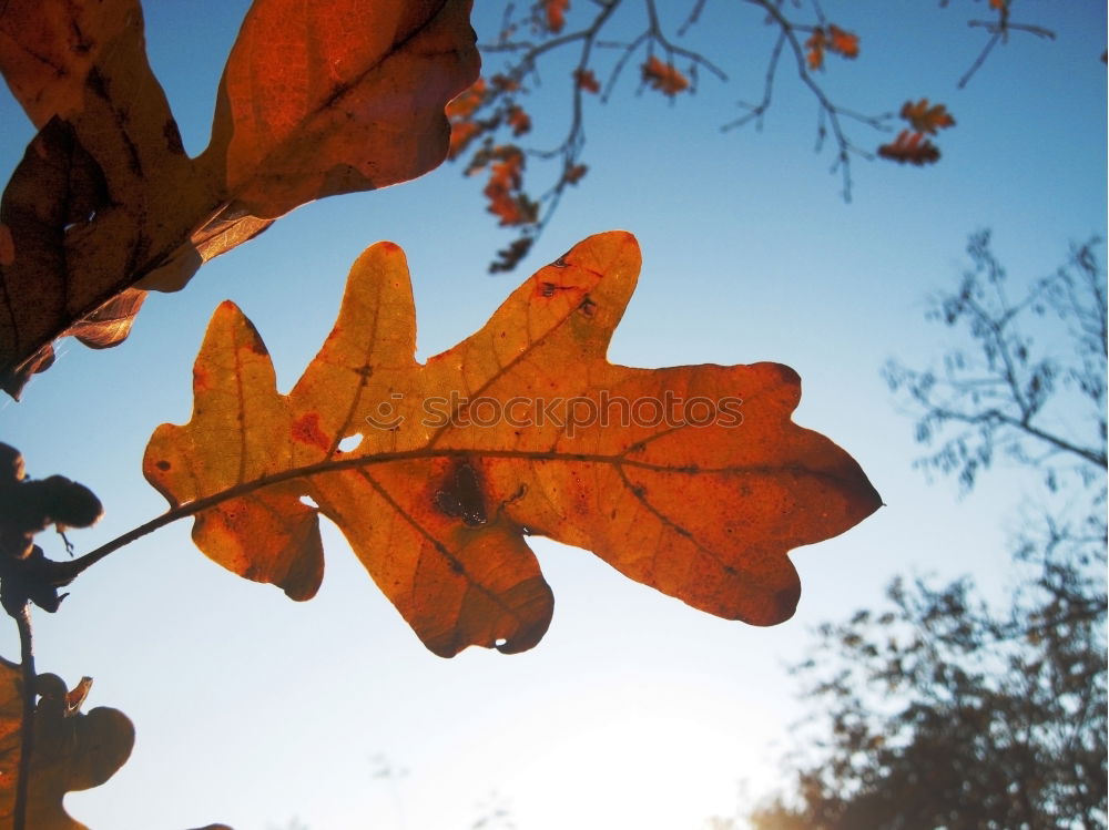 Maple tree with red autumn leaves against the blue sky