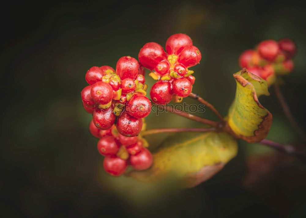 Similar – ripe red currants