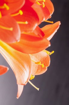 Image, Stock Photo Clivia 2 Flower Blossom