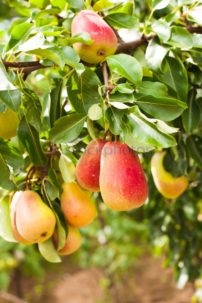 Similar – Image, Stock Photo Apples hanging from the tree