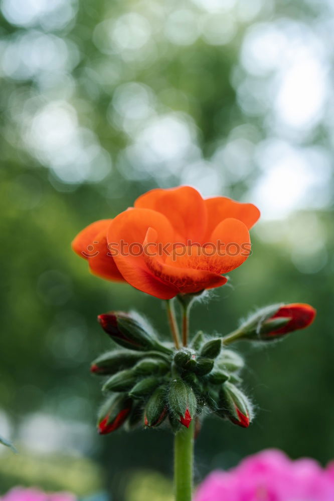 Similar – Foto Bild ein echtes Mauerblümchen…