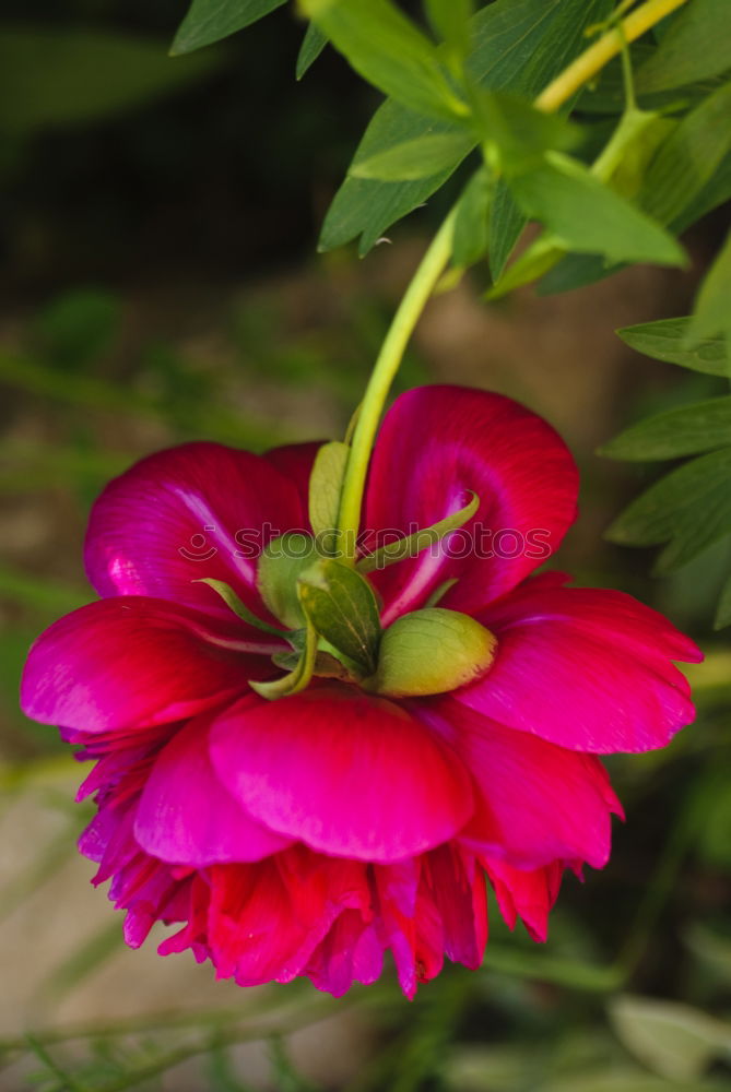 Similar – Foto Bild tränendens herz Blüte