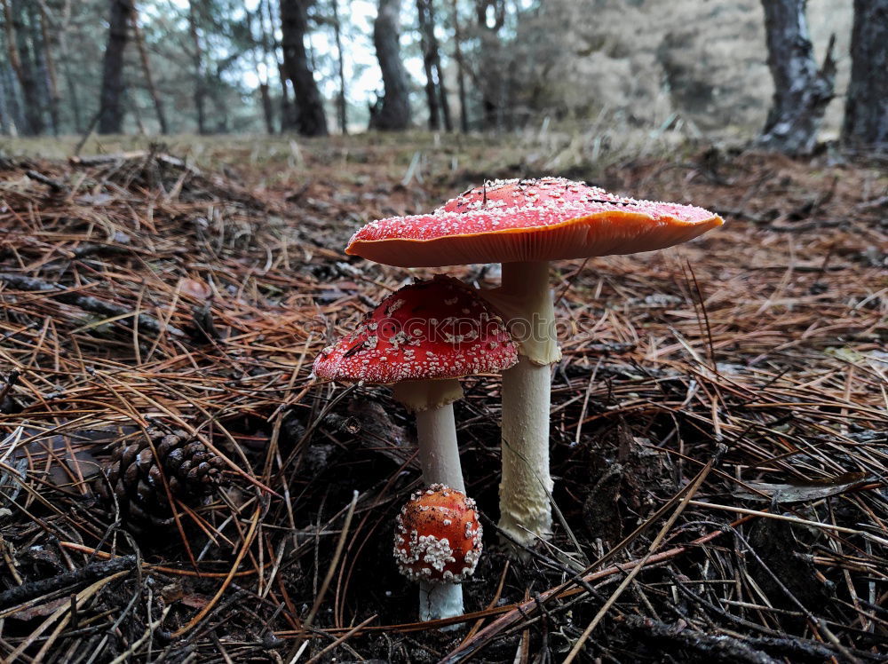 Similar – mushroom group Forest