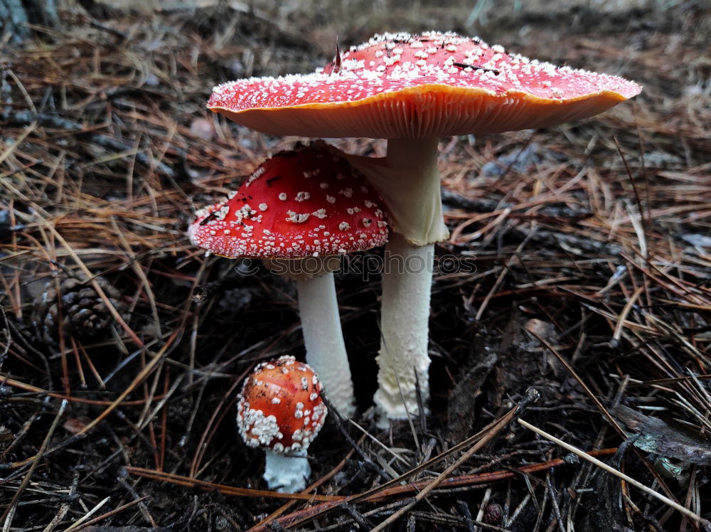 Similar – mushroom group Forest