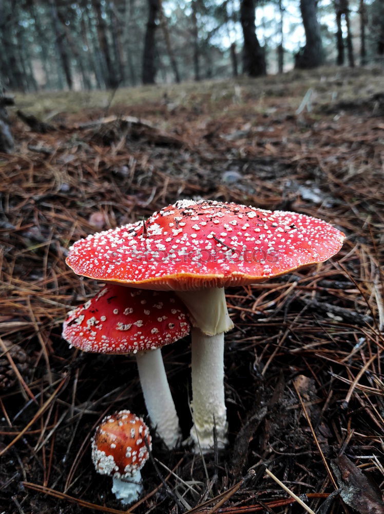 Similar – mushroom group Forest