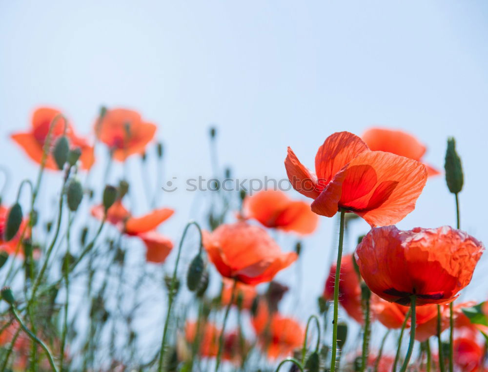 Similar – Poppy seed with ant Nature