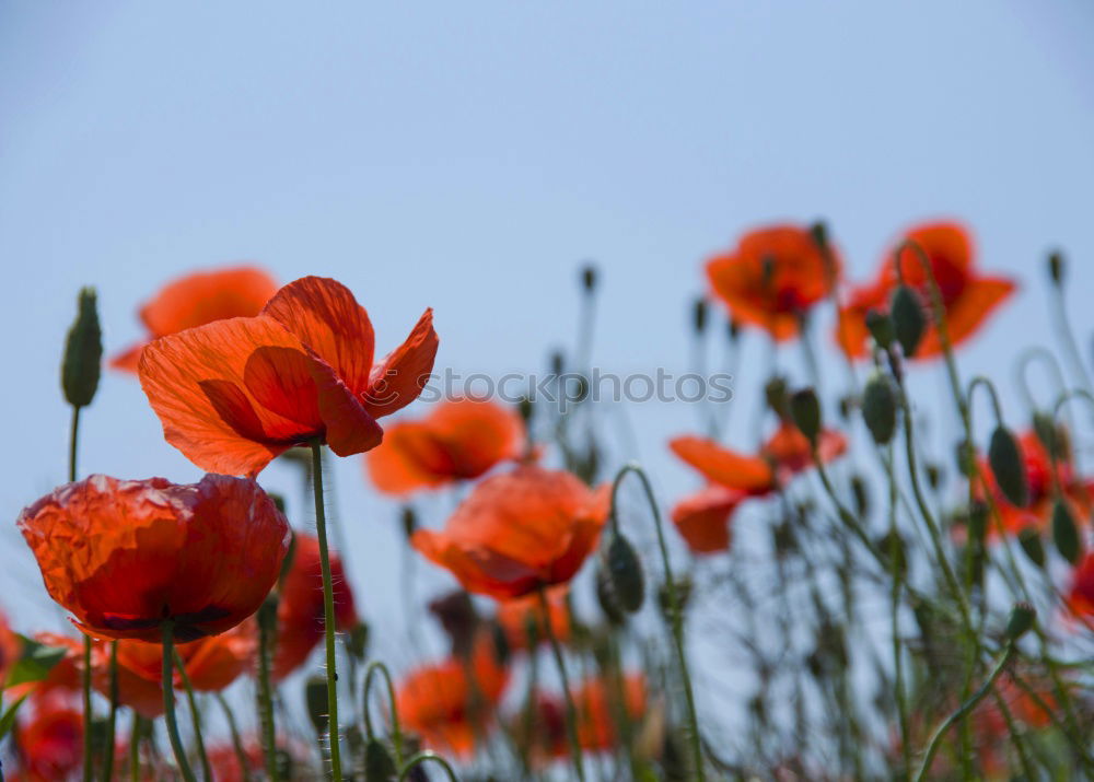 Similar – Poppy seed with ant Nature