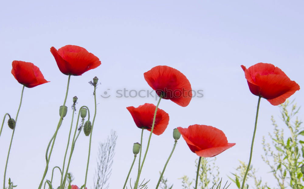 Roter Mohn Blume Mohen