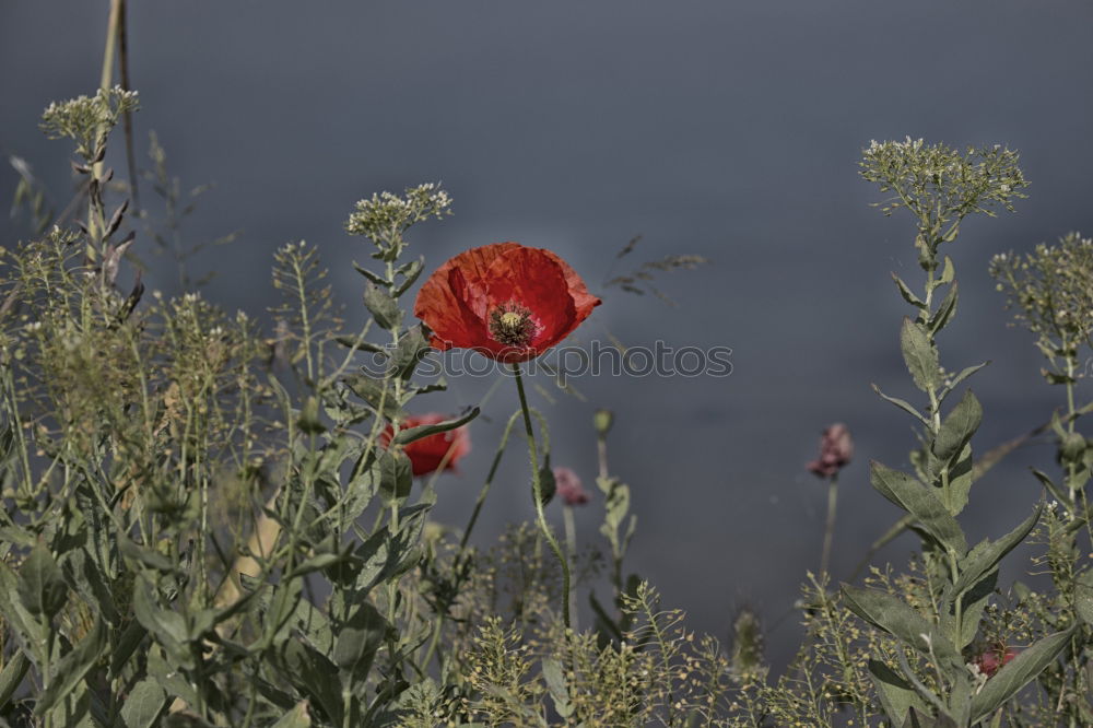 Similar – Image, Stock Photo idyllic Environment Nature