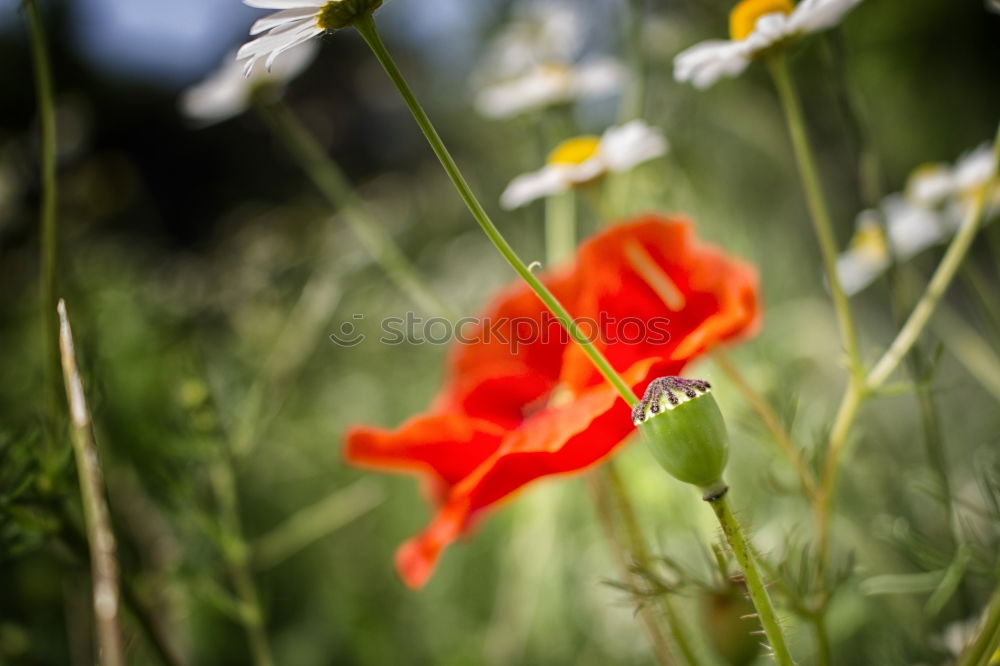 Similar – poppy flower Environment