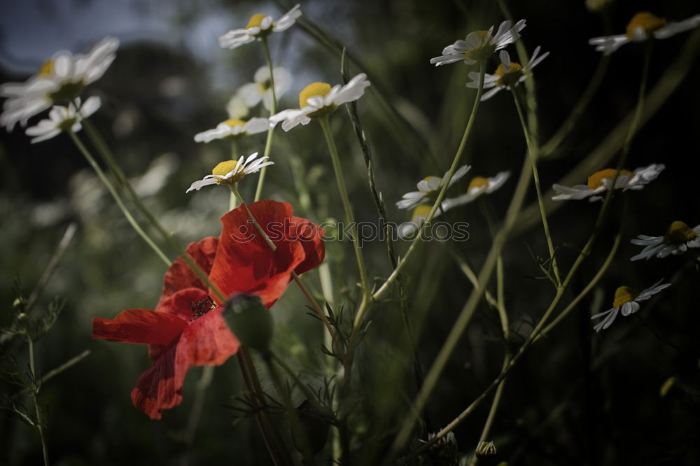 Image, Stock Photo And it was summer