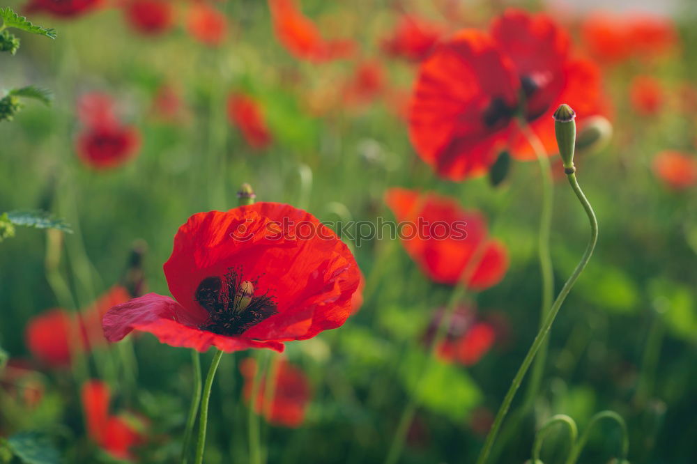 Similar – Image, Stock Photo Poppies on summer meadow