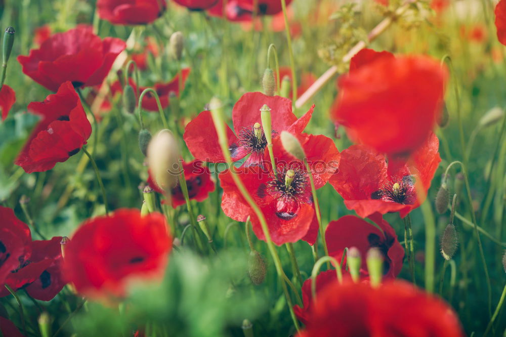 Image, Stock Photo Poppies on summer meadow