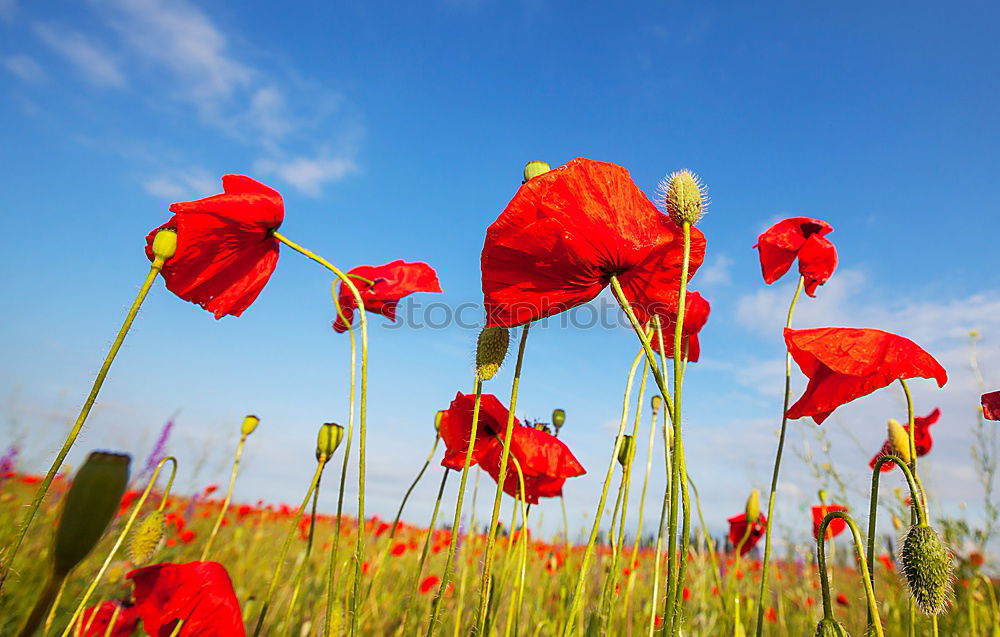 Similar – Image, Stock Photo Spreedorado field party.