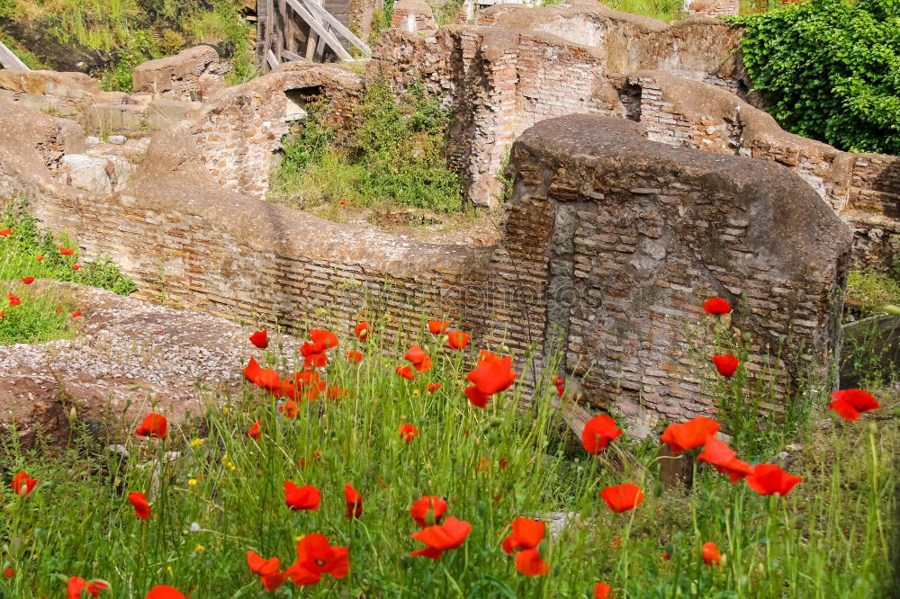 Image, Stock Photo Forum Romanum: Semper floreat!