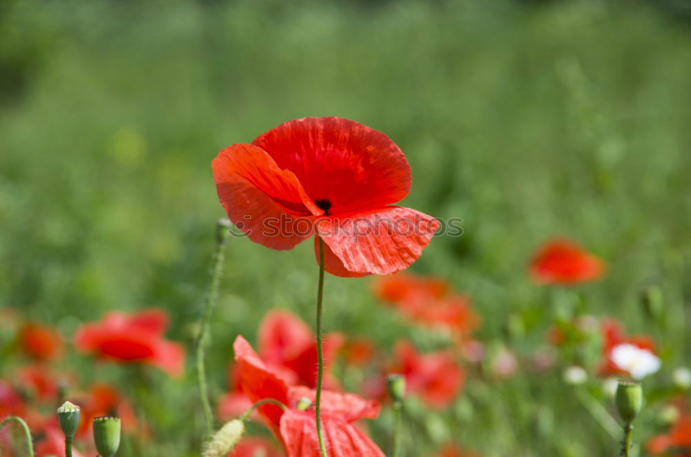 Similar – poppy field Summer