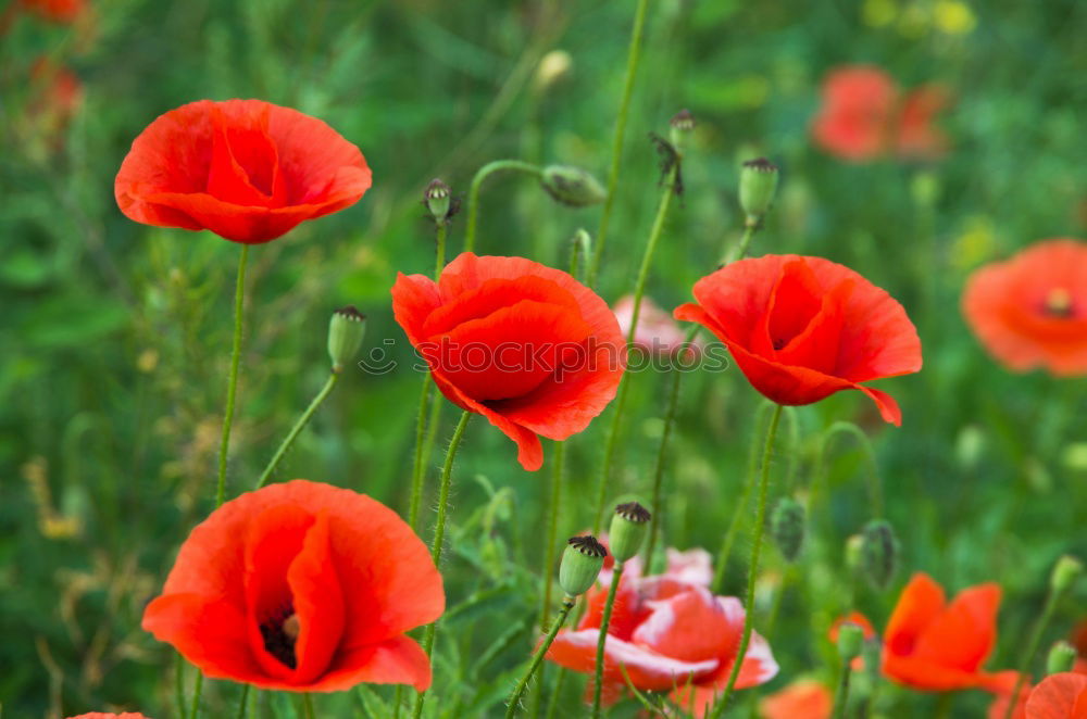 Similar – Mohnblüten und Margariten auf einer Wiese