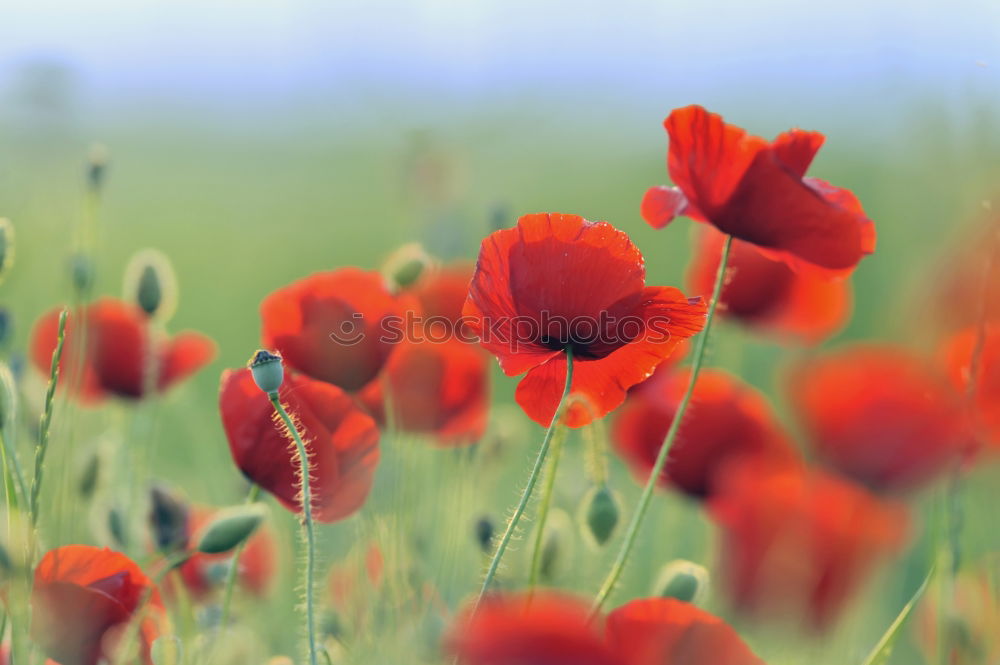 Similar – poppy field Summer