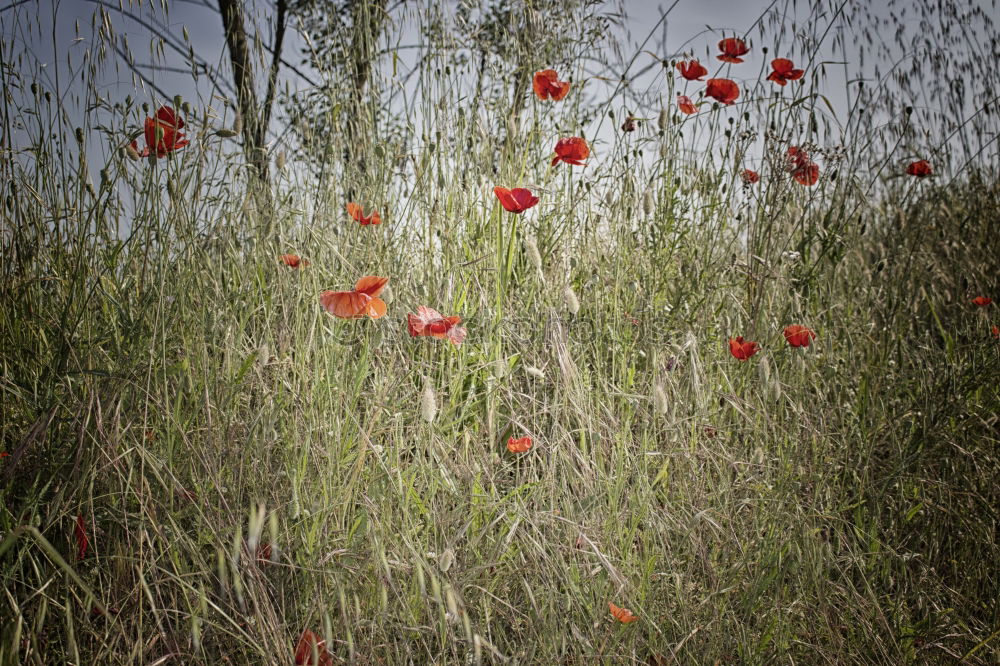 Similar – Mohnbrötchen Umwelt Natur