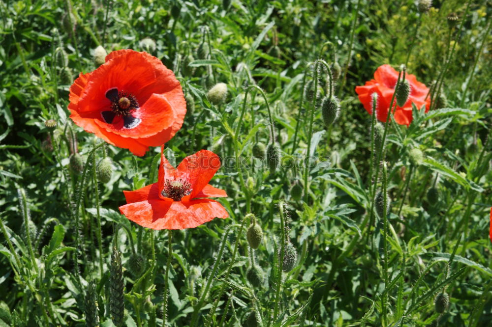 Similar – Image, Stock Photo last Flower Red Green