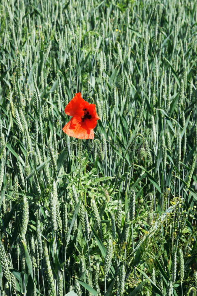 Similar – Image, Stock Photo last Flower Red Green