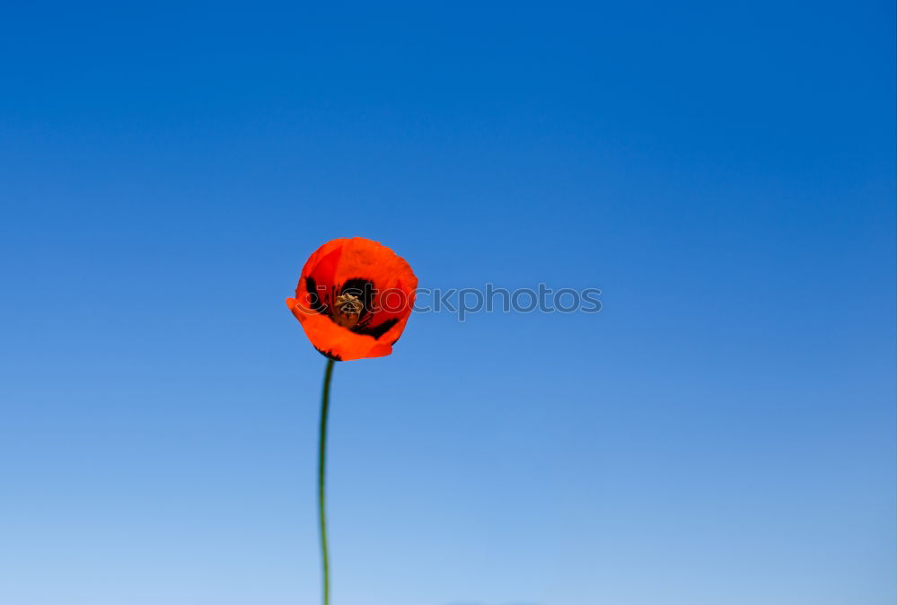 Similar – Image, Stock Photo poppy flower Summer