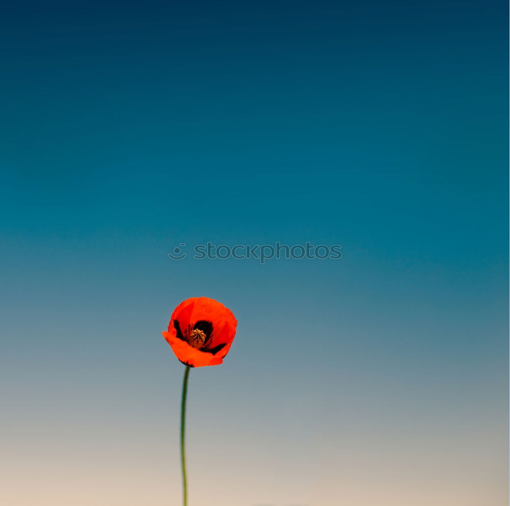 Red-Blue Flower Blossom